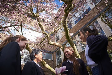 Magnolia tree at Bateman Street